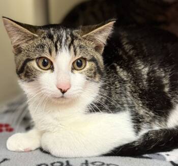 Rescue Domestic Short Hair Cats for Adoption in Sheboygan, Wisconsin - Bread | PetCurious