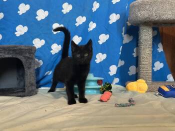 Tater -  Domestic Short Hair Cat for Adoption in Littlestown, Pennsylvania - Tater | PetCurious