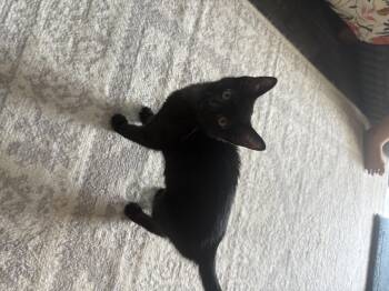 Pakora -  Domestic Short Hair Cat for Adoption in Warrington, Pennsylvania - Pakora | PetCurious