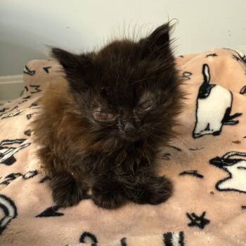 Rescue Domestic Short Hair Cats for Adoption in Woodstock, Virginia - Tarot Bowers | PetCurious