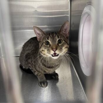 Domestic Short Hair Cats Available for Adoption - Martin | PetCurious