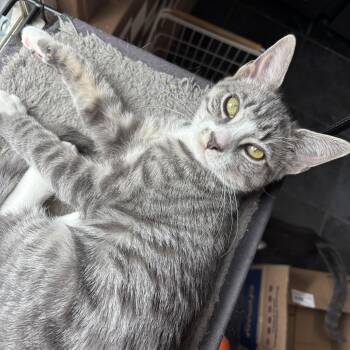 Haircut -  Domestic Short Hair Cat for Adoption in Philadelphia, Pennsylvania - Haircut | PetCurious