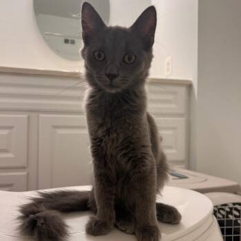 Yosi -  Domestic Medium Hair Cat for Adoption in Fairfax Station, Virginia - Yosi | PetCurious