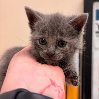 Domestic Short Hair Cats Available for Adoption in Lynchburg, Virginia - Spirit | PetCurious