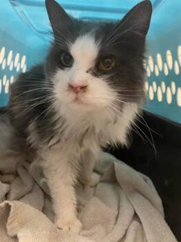 CABBAGE PATCH -  Domestic Long Hair Cat for Adoption in West Valley City, Utah - CABBAGE PATCH | PetCurious