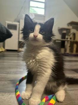 Taejo -  Domestic Medium Hair Cat for Adoption in Shakespeare, Ontario - Taejo | PetCurious