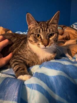 Rescue Domestic Short Hair Cats for Adoption - Gigi (Bonded Pair Please See KiKi Profile) | PetCurious