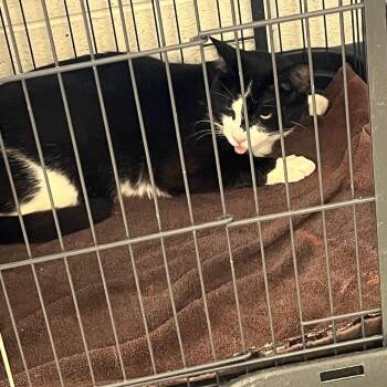 Dug -  Domestic Short Hair Cat for Adoption in Rocky Mount, Virginia - Dug | PetCurious