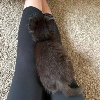 Maxi -  Domestic Long Hair Cat Available for Adoption in Mondovi, Wisconsin - Maxi | PetCurious