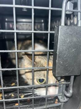 A799873 -  Domestic Short Hair Cat for Adoption in Louisville, Kentucky - A799873 | PetCurious