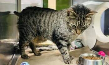 Domestic Short Hair Cats Available for Adoption in Fort Worth, Texas - Eli | PetCurious