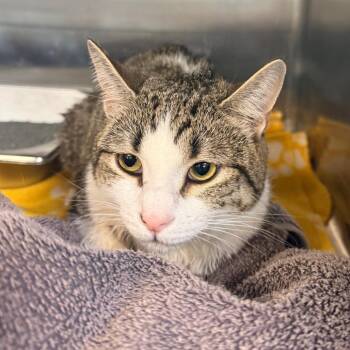 November -  Domestic Short Hair and Mixed Breed Cat for Adoption in Indianapolis, Indiana - November | PetCurious
