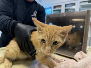 FLASH -  Domestic Short Hair Cat for Adoption in Santa Fe, New Mexico - FLASH | PetCurious