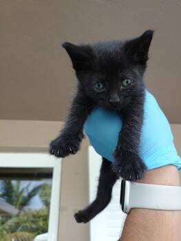 KYLE -  Domestic Short Hair Cat Available for Adoption in Fort Lauderdale, Florida - KYLE | PetCurious