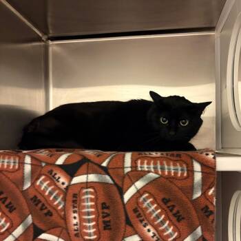 Serena -  Domestic Short Hair Cat for Adoption in Council Bluffs, Iowa - Serena | PetCurious