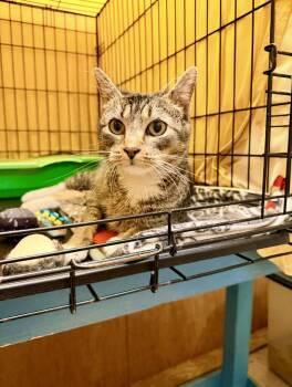 Tabby Cats Available for Adoption in Greenville, Delaware - Brandy (FCID# 04/14/2026-106) Willow Grove | PetCurious