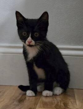 Cleo -  Domestic Short Hair Cat for Adoption in West Palm Beach, Florida - Cleo | PetCurious