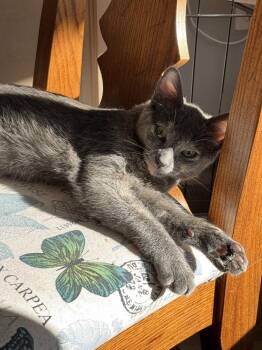 Cinnabon -  Domestic Short Hair Cat for Adoption in Vancouver, Washington - Cinnabon | PetCurious