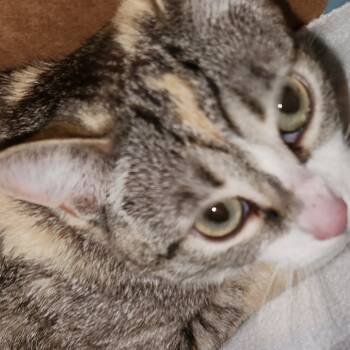 Rescue Domestic Short Hair Cats for Adoption in Arizona City, Arizona - M-Mama Kai | PetCurious