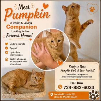 Pumpkin (courtesy listing) -  Domestic Short Hair and Tabby Cat for Adoption in Myrtle Beach, South Carolina - Pumpkin (courtesy Listing) | PetCurious