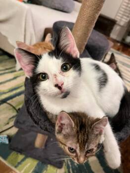Dennis -  Domestic Long Hair Cat for Adoption in Augusta, Georgia - Dennis | PetCurious