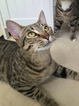 Domestic Short Hair Cats Available for Adoption in Fort Myers, Florida - Andy Warhol | PetCurious