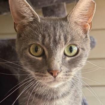 Esmeralda -  Domestic Short Hair Cat for Adoption in Waldorf, Maryland - Esmeralda | PetCurious