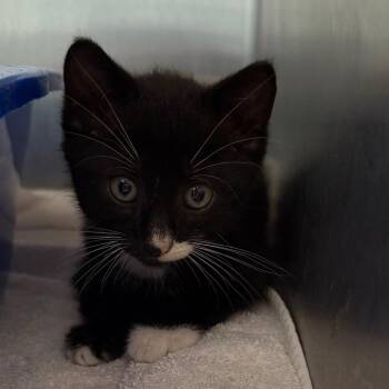 Domestic Short Hair Cats Available for Adoption in Englewood, Florida - Tux | PetCurious