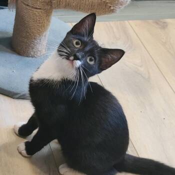 Ollie (Boston Ave Kitten 2) -  American Shorthair Cat for Adoption in Westport, Connecticut - Ollie (Boston Ave Kitten 2) | PetCurious