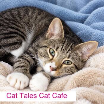 Hopper -  Domestic Short Hair Cat for Adoption in Chapel Hill, North Carolina - Hopper | PetCurious