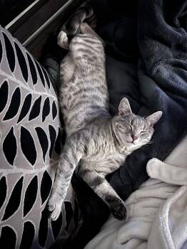 Domestic Short Hair Cats Available for Adoption - Allan* | PetCurious