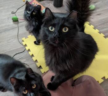 Maya -  Domestic Medium Hair Cat for Adoption in St. Peters, Missouri - Maya | PetCurious