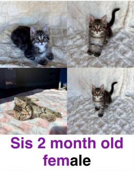 SIS -  Domestic Short Hair Cat for Adoption in Mustang, Oklahoma - SIS | PetCurious