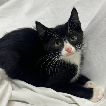 Ryder -  Domestic Short Hair Cat for Adoption in Fredericksburg, Virginia - Ryder | PetCurious