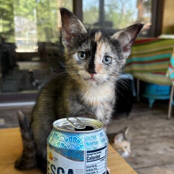 Nixi C11589 -  Domestic Short Hair Cat for Adoption - Nixi C11589 | PetCurious
