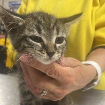 Domestic Short Hair Cats Available for Adoption in Fredericksburg, Virginia - Sword Of Light | PetCurious