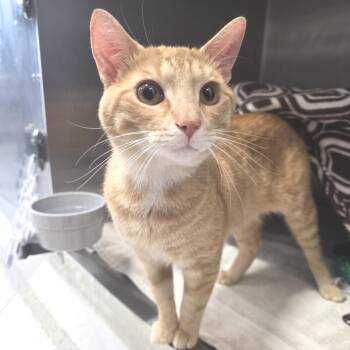 Dragon -  Domestic Short Hair Cat for Adoption in Fort Wayne, Indiana - Dragon | PetCurious
