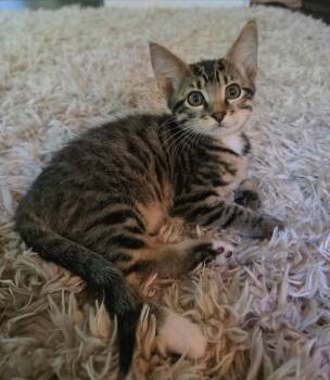 Katara -  Domestic Short Hair Cat for Adoption in Bentonville, Arkansas - Katara | PetCurious