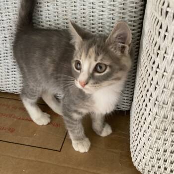 Rescue Domestic Short Hair Cats for Adoption in Tallahassee, Florida - Firespike Jo | PetCurious