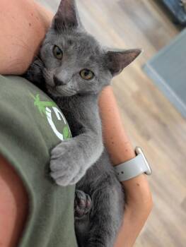 Willow -  Domestic Short Hair Cat for Adoption in Emerald Isle, North Carolina - Willow | PetCurious