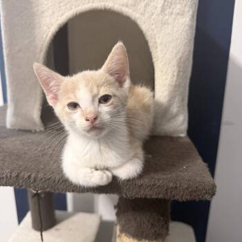 Papaya -  Domestic Short Hair Cat for Adoption in Jarrettsville, Maryland - Papaya | PetCurious