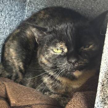 Sipsi -  Domestic Short Hair Cat for Adoption in Dover, New Hampshire - Sipsi | PetCurious