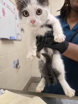 Prince -  Domestic Short Hair Cat for Adoption in Westland, Michigan - Prince | PetCurious