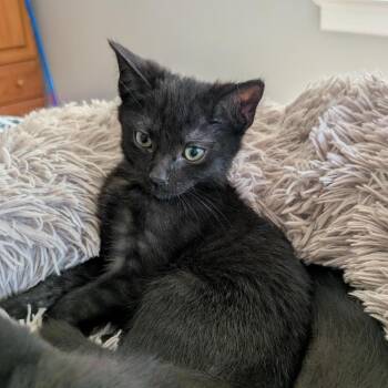 Ozzy -  Domestic Short Hair Cat for Adoption in Falls Church, Virginia - Ozzy | PetCurious