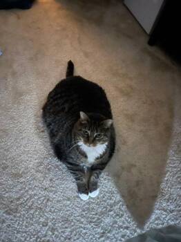 American Shorthair Cats Available for Adoption in Breinigsville, Pennsylvania - Scarlett | PetCurious