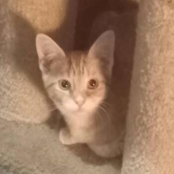 Rescue Domestic Short Hair Cats for Adoption in Springfield, Ohio - Daisy | PetCurious