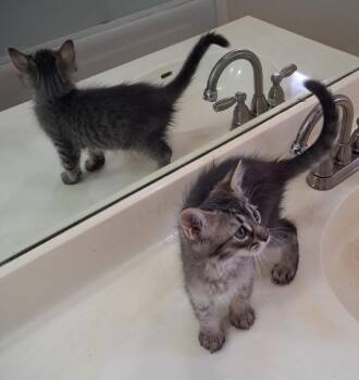 Maine Coon and Tabby Cats Available for Adoption in Phoenix, Arizona - Sonny BONDED To Honey | PetCurious