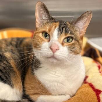 Domestic Short Hair Cats Available for Adoption in Cumming, Georgia - Stella 2 | PetCurious