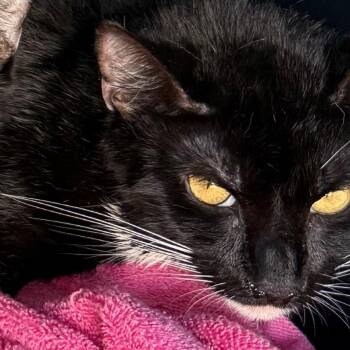 Chunga (The forgotten)_2 -  Domestic Short Hair Cat for Adoption in Lancaster, Ohio - Chunga (The Forgotten)_2 | PetCurious