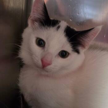 Cecilia - Chino Hills Location -  Domestic Medium Hair Cat for Adoption in Chino Hills, California - Cecilia - Chino Hills Location | PetCurious